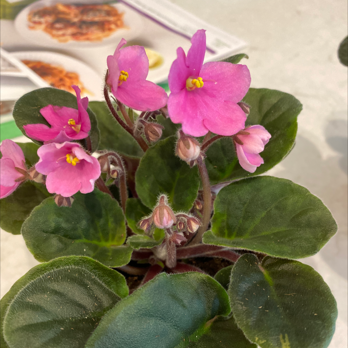 Kenyan Violet plant with vibrant pink flowers and healthy green leaves.