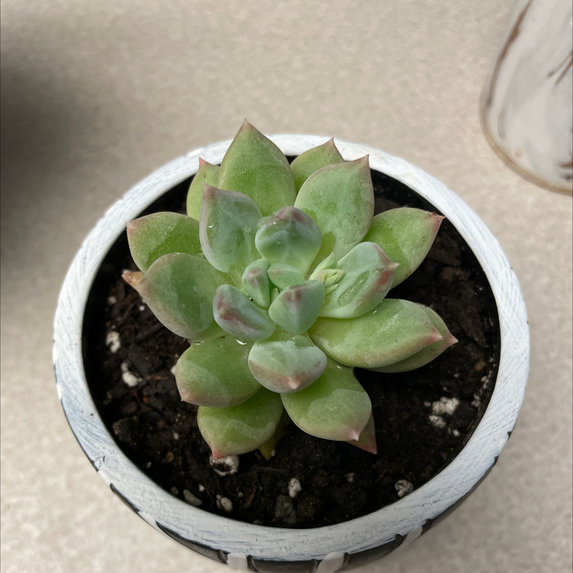 Pachyphytum 'Moon Silver' succulent in a pot with visible soil, well-framed and in focus.