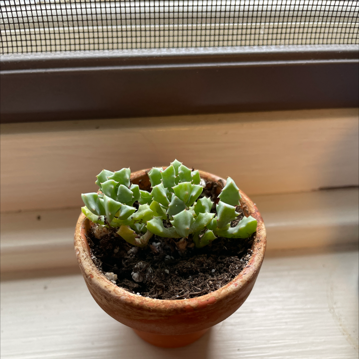 Deltoid-Leaved Dew Plant in a small terracotta pot on a windowsill with visible soil.