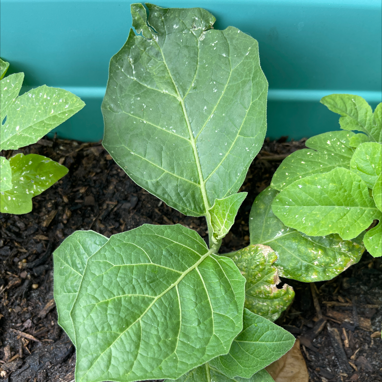 🍆 Why Are My Eggplant Leaves Curling?