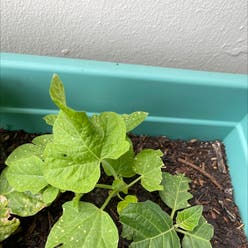 Buttercup squash plant