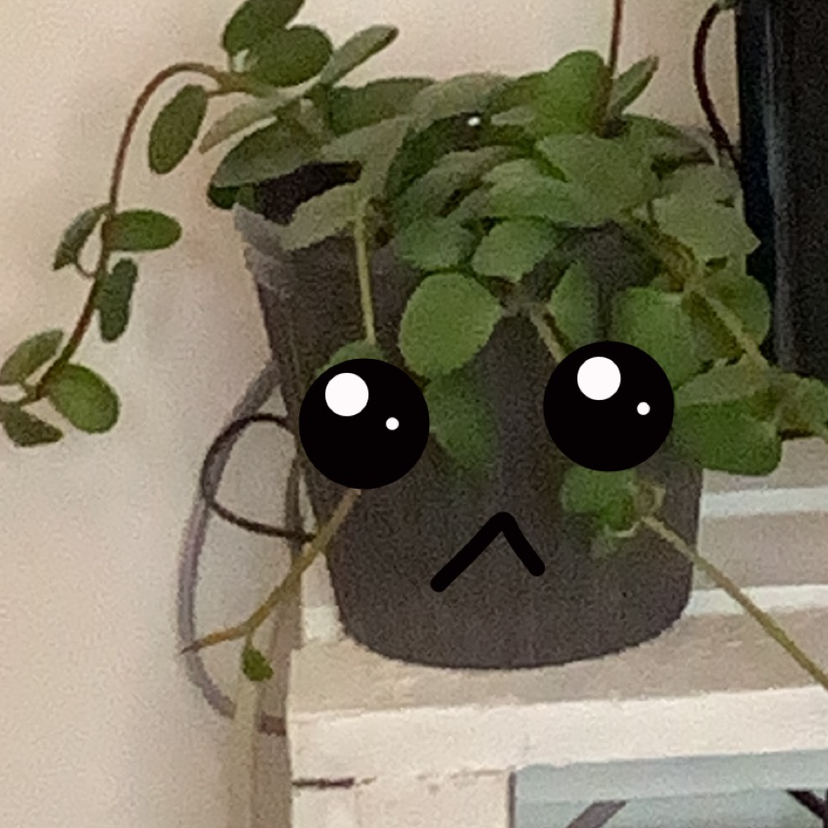 Peperomia 'Hope' plant photo by @Strypsx named fagee on Greg, the plant care app.