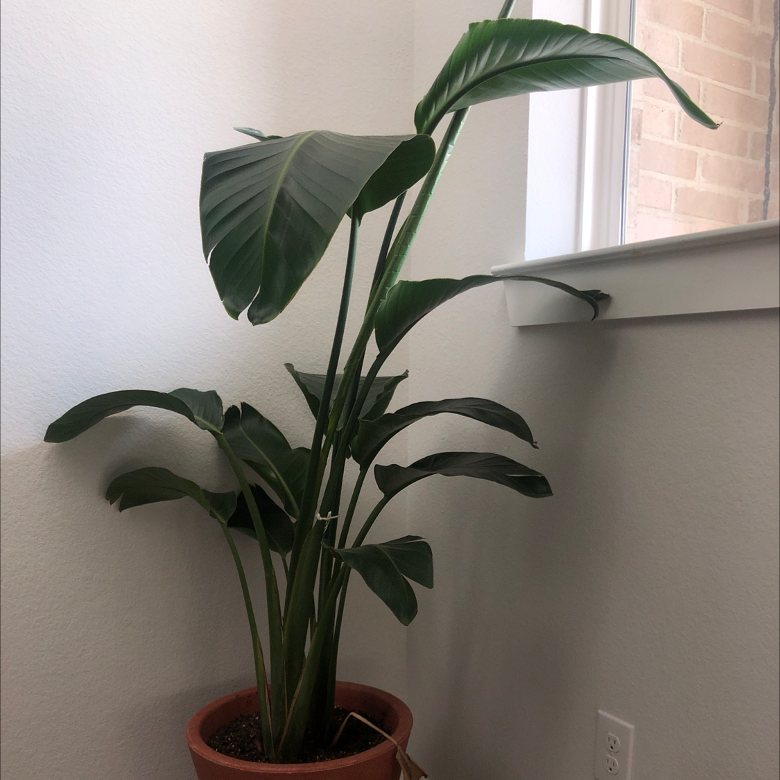 White Bird of Paradise plant photo by Charlotte named Lady on Greg, the plant care app.