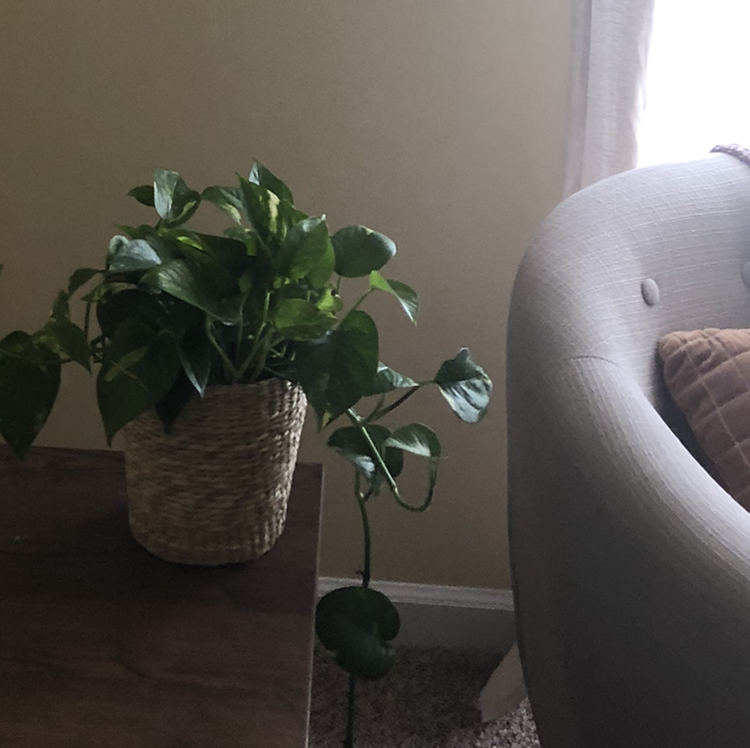 Taro Vine plant photo by @lilygottschang named stitch on Greg, the plant care app.