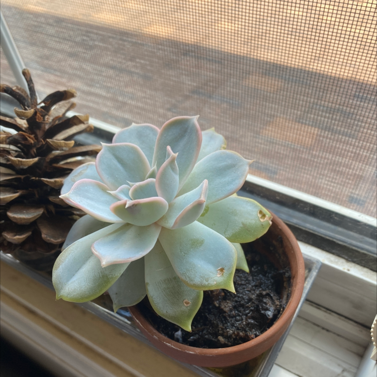 Potted Echeveria laui succulent on a windowsill with visible soil and minor leaf damage.
