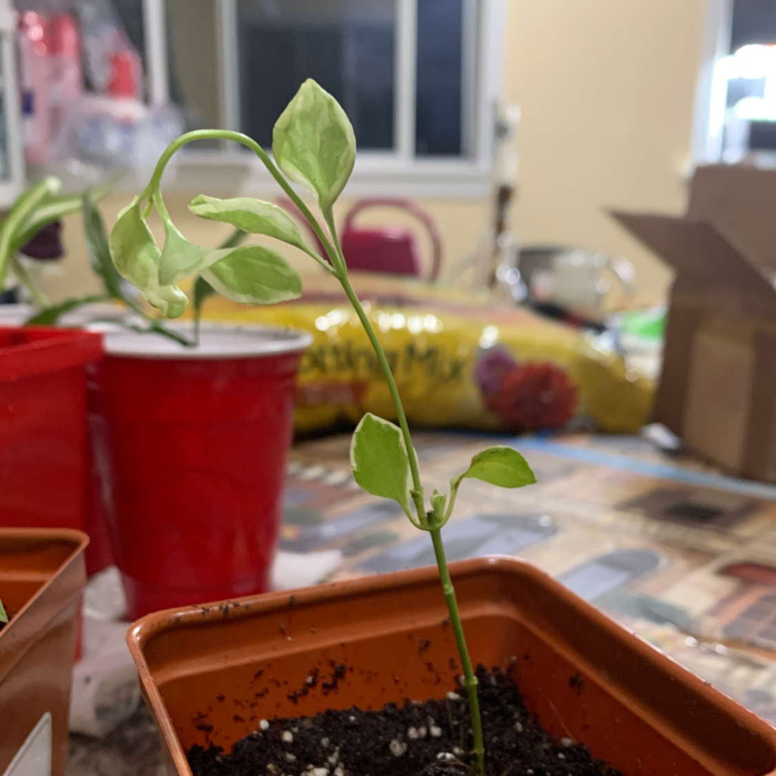 Potted Greater Periwinkle houseplant with green leaves showing slight yellowing. Plant is centered on a table with a red mug in background.