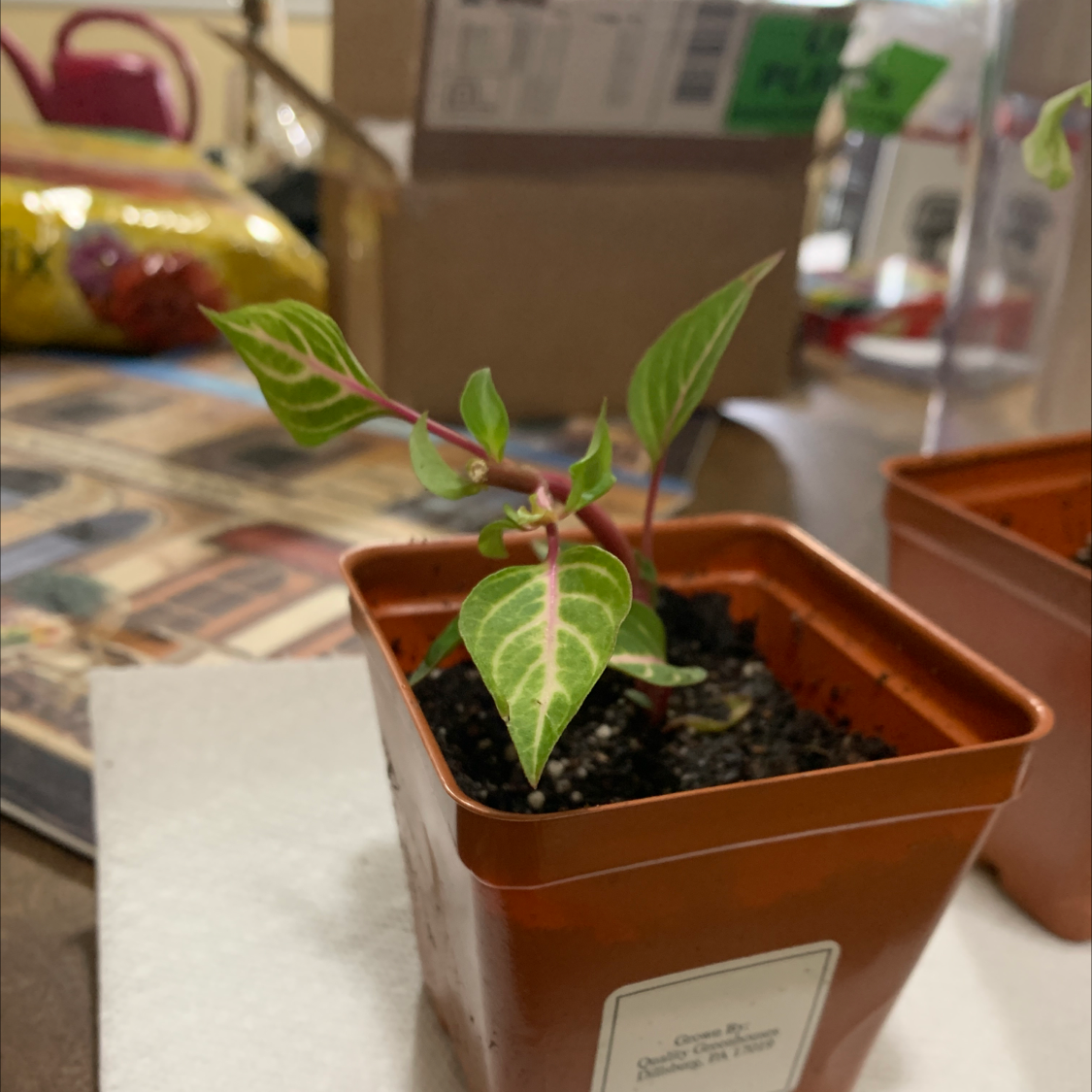 Healthy juvenile Herbst's Bloodleaf plant with vibrant green and red leaves, growing in a brown ceramic pot on a table with other plants.