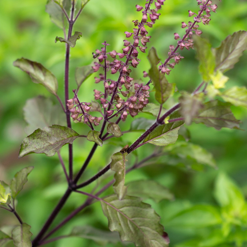 Holy Basil (Tulsi) plant with purple stems and small flowers.