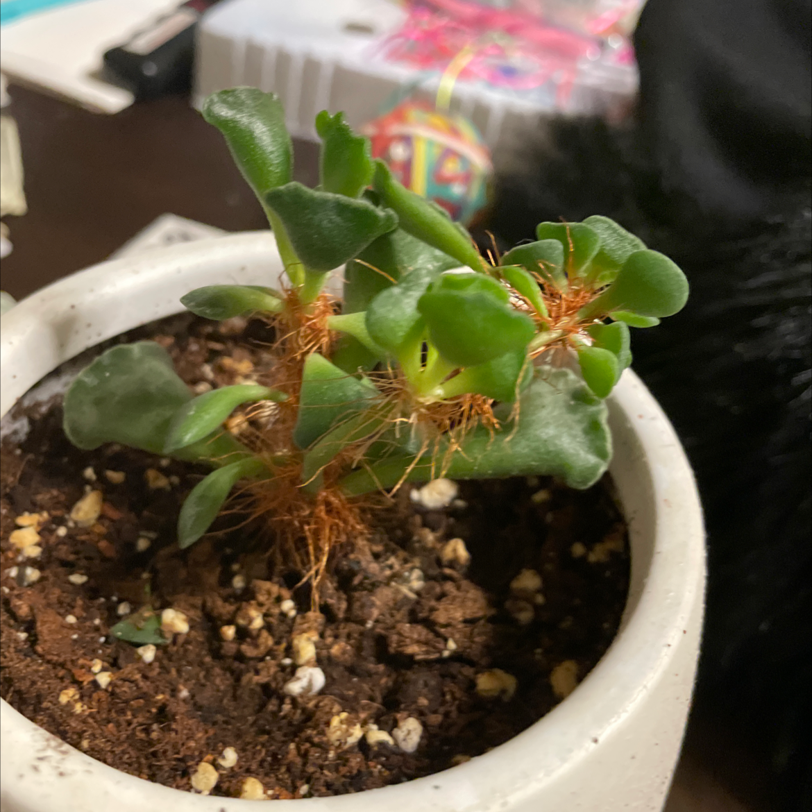 Pillow Feet Crinkle Leaf Plant with crinkled leaves and reddish-brown hairy stems in a pot.
