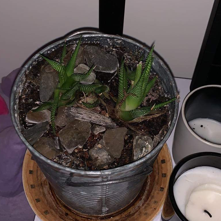 Zebra Plant plant photo by @Strawberryfairy named Ulysses S Plant on Greg, the plant care app.