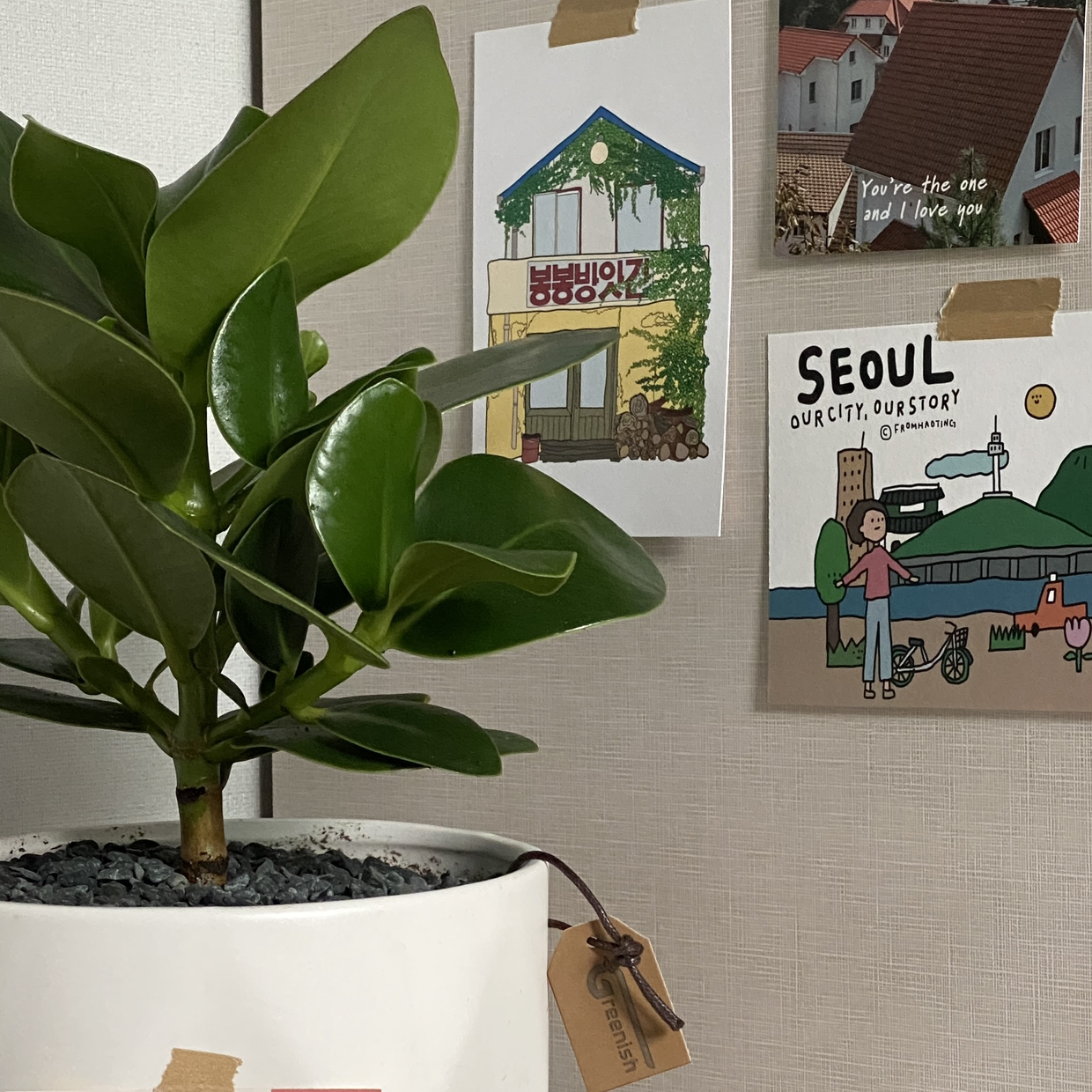 Photo of the plant species Autograph Tree by Ashley named Tú on Greg, the plant care app