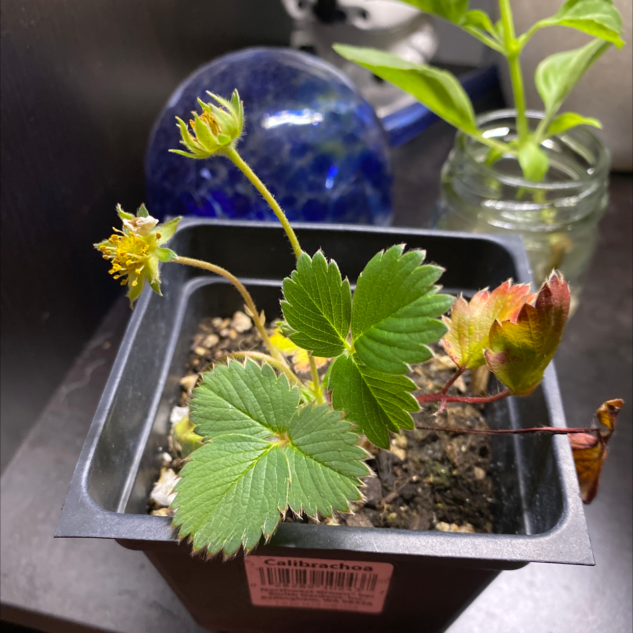 California Strawberry plant in a black pot with some yellowing and browning leaves.