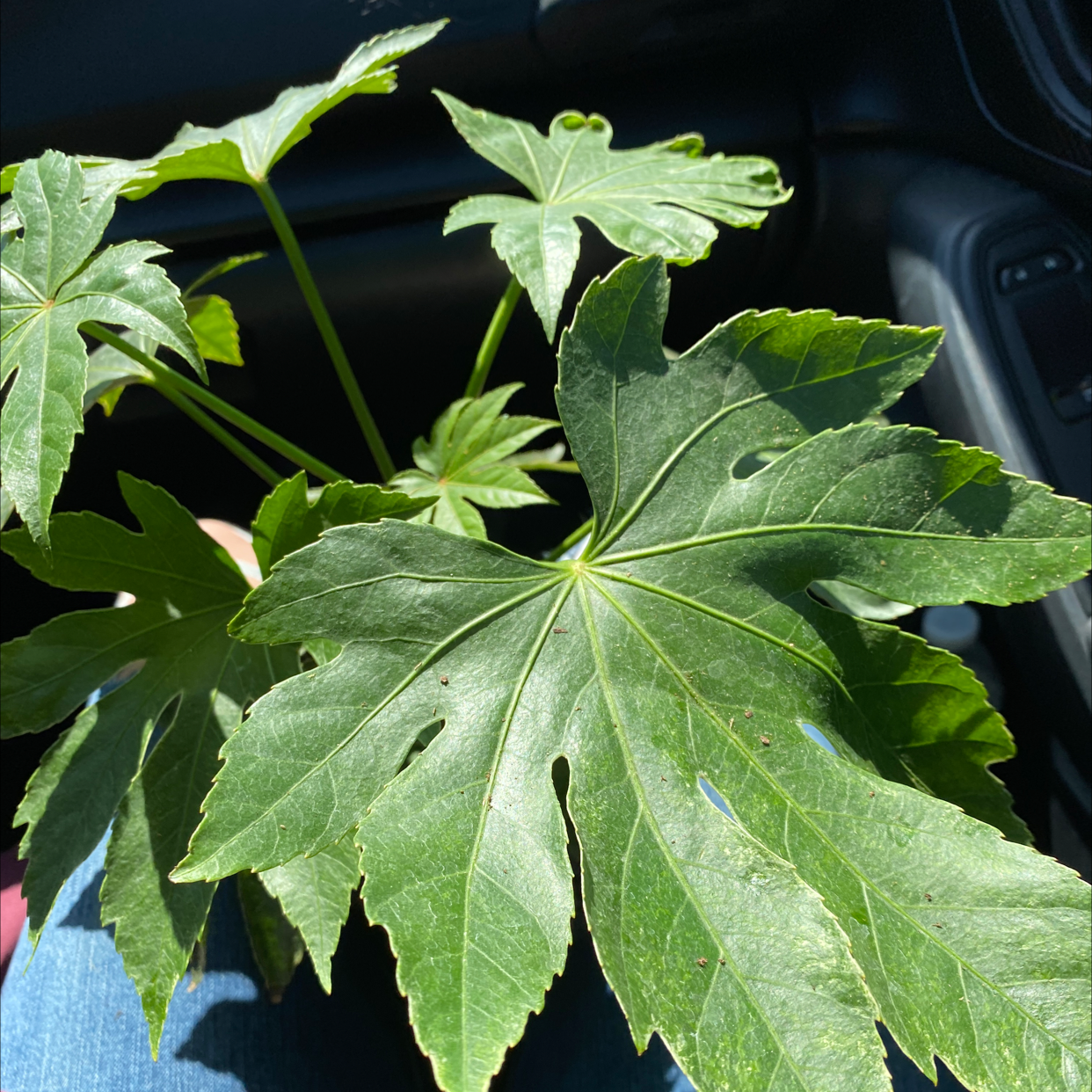 Healthy Fatsia plant with large, green, palmate leaves.