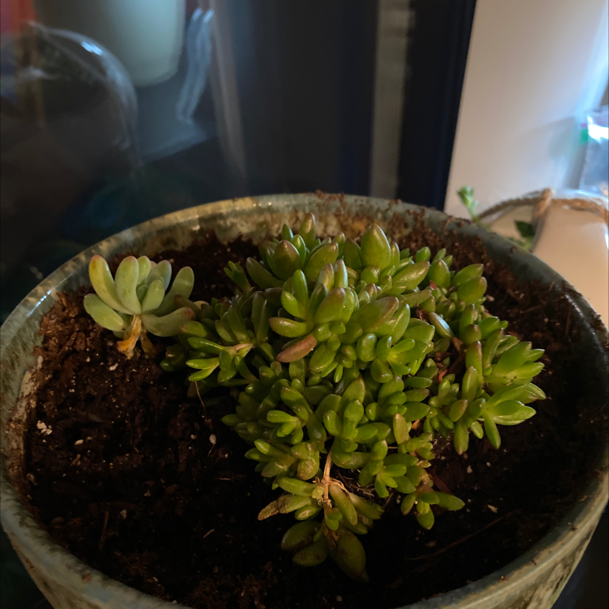Stringy Stonecrop plant in a pot with visible soil and slight browning on some leaves.