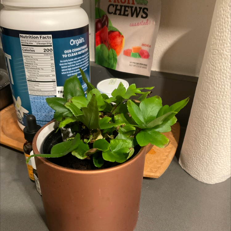Photo of the plant species Digit Fern by Ashley named Daisy the Digit Fern on Greg, the plant care app