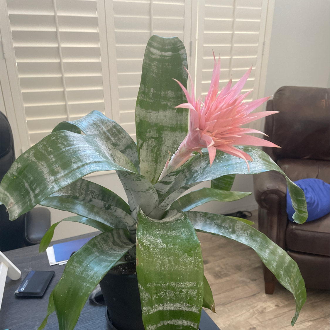 Urn Plant with broad green leaves and a pink flower in a pot indoors.