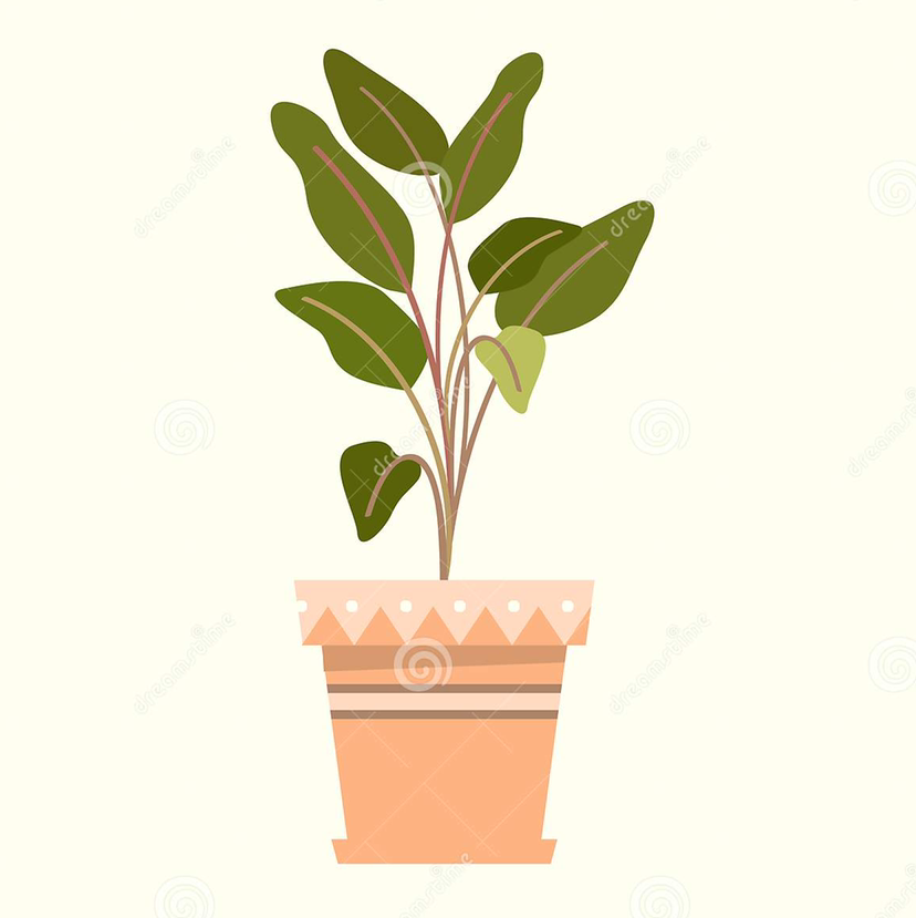 Illustration of a healthy Ficus Robusta in a decorative pot.