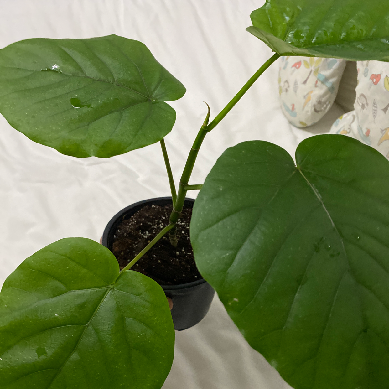 Ficus umbellata plant with large green leaves in a black pot.