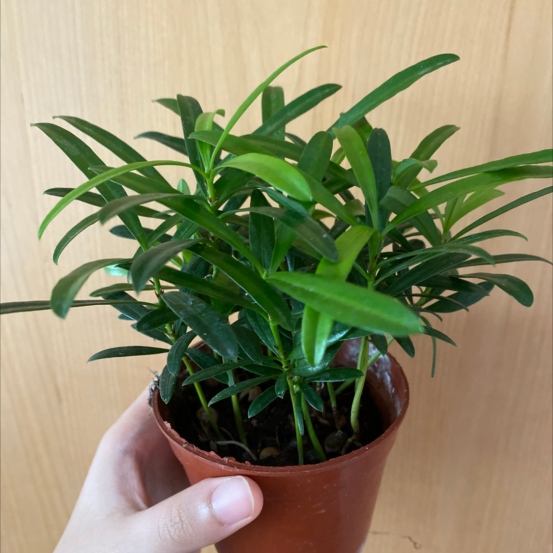 Photo of the plant species Podocarpus costalis by @edlynnadra named mogi on Greg, the plant care app