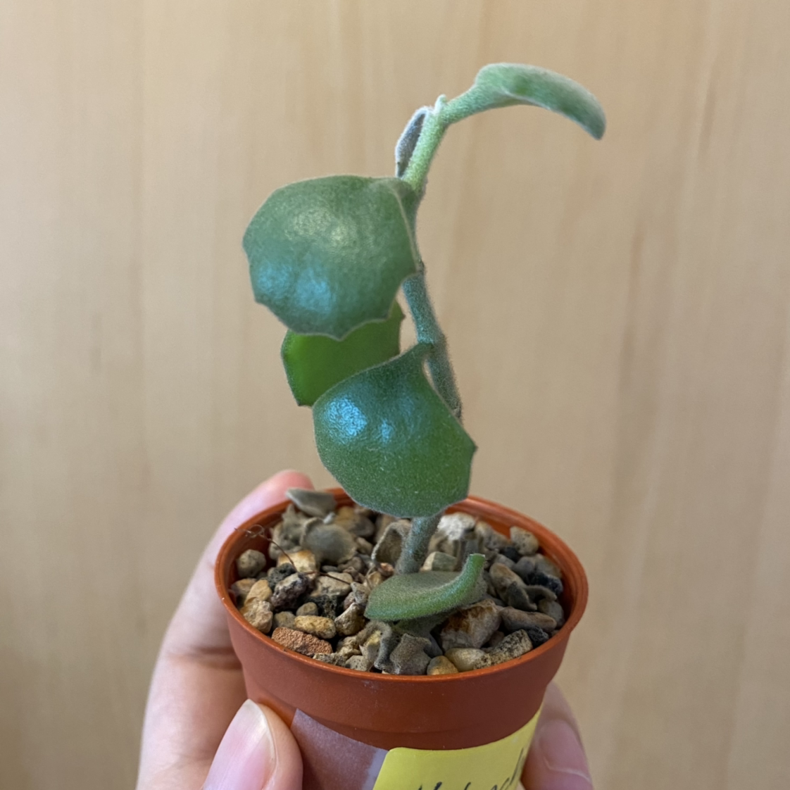 Small potted Millot Kalanchoe plant with thick green leaves, held by a hand.