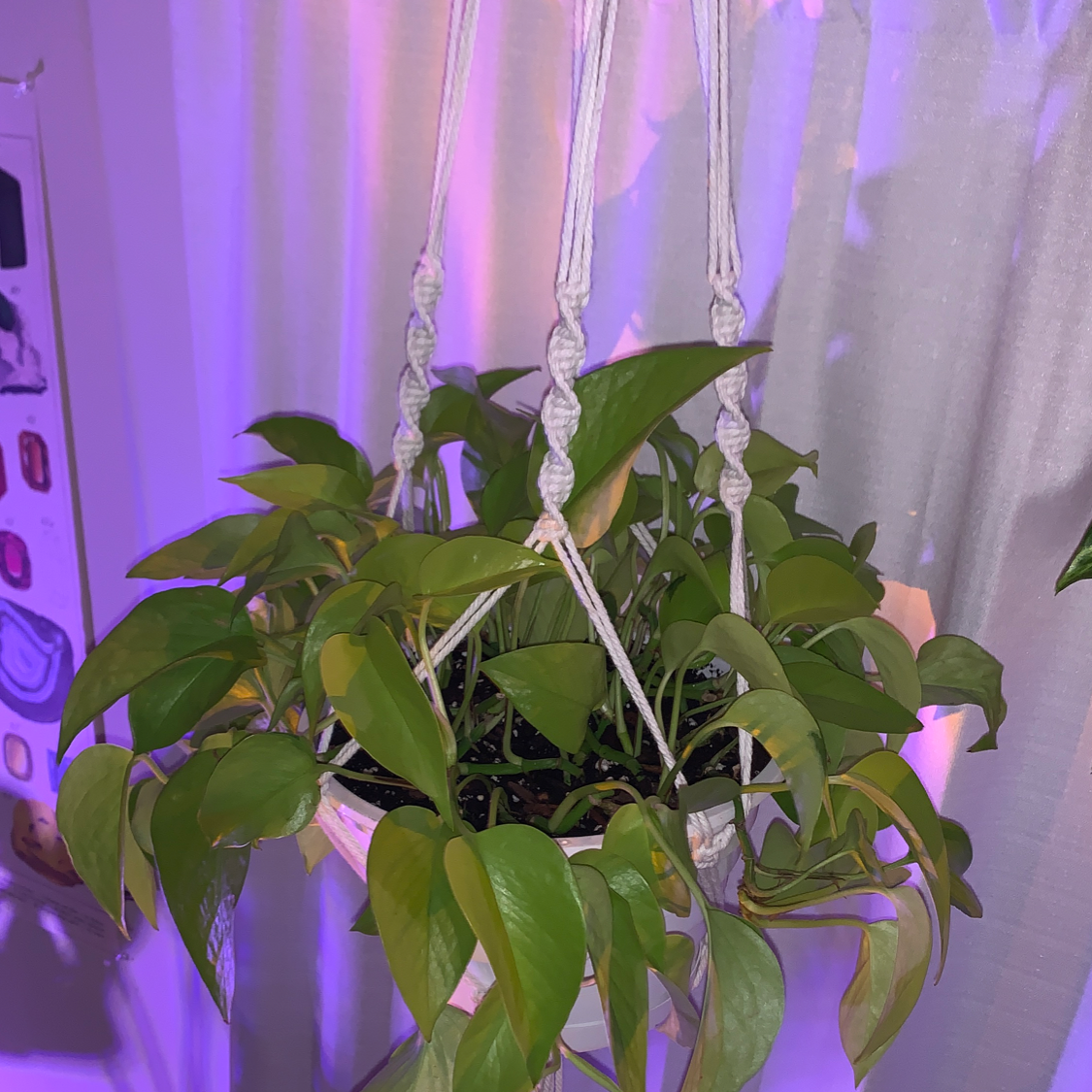 Neon Pothos plant photo by @Elisabeth named Medusa on Greg, the plant care app.