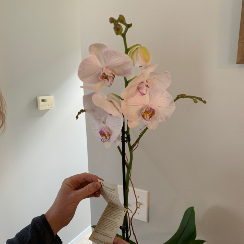 Phalaenopsis Orchid plant photo by @dcooper713 named Persephone on Greg, the plant care app.