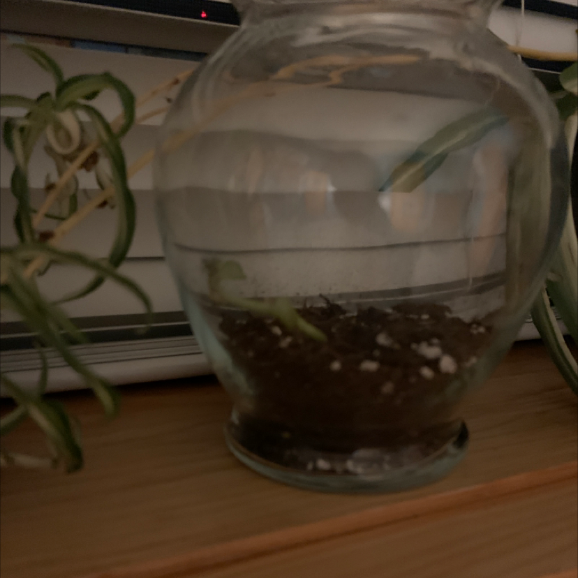 Moonstone plant photo by @dcooper713 named Herb on Greg, the plant care app.