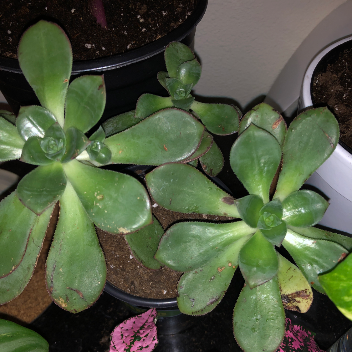 Image of a Mexican Firecracker succulent with thick green leaves and visible soil.
