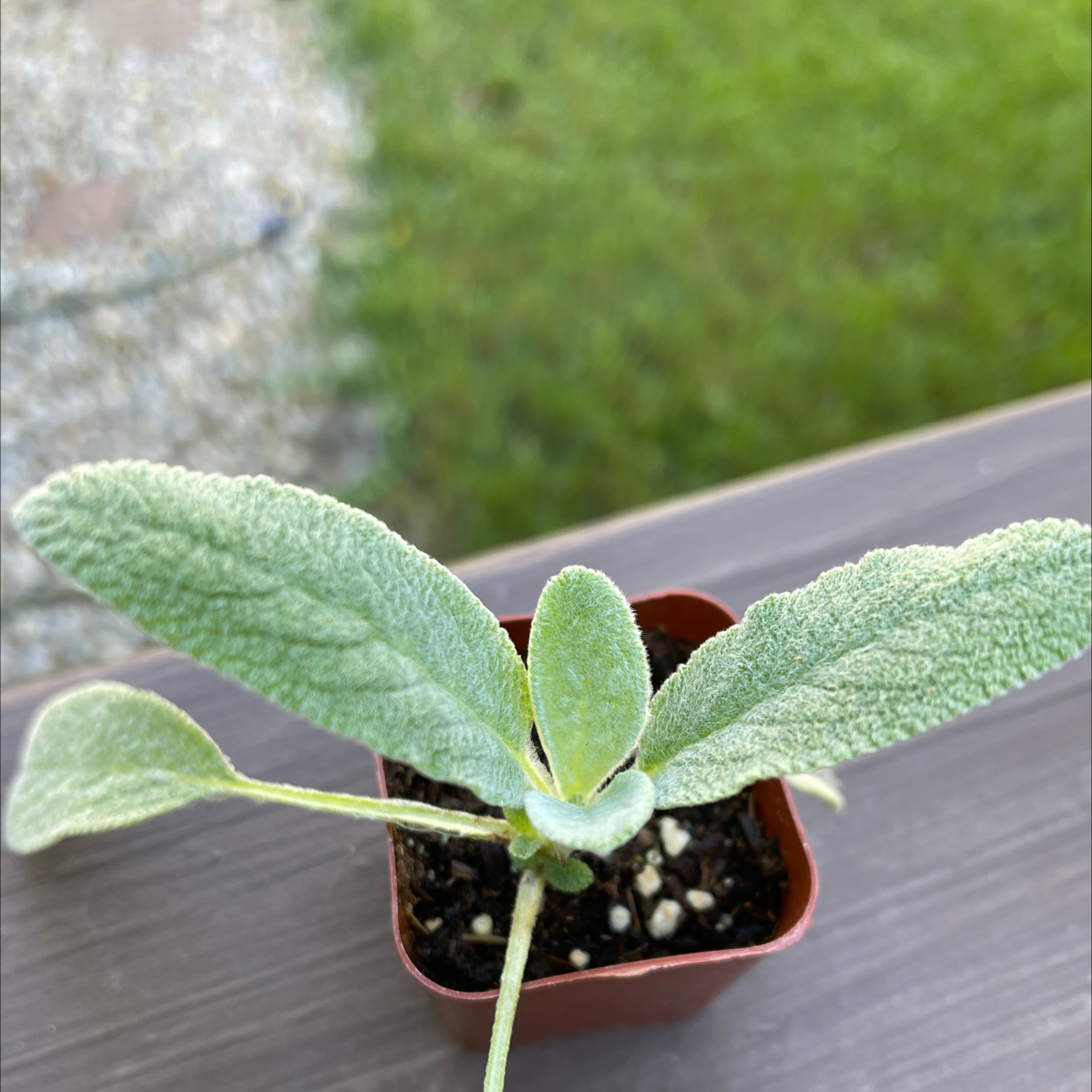 Lamb's Ear plant in a small pot with healthy, fuzzy leaves.