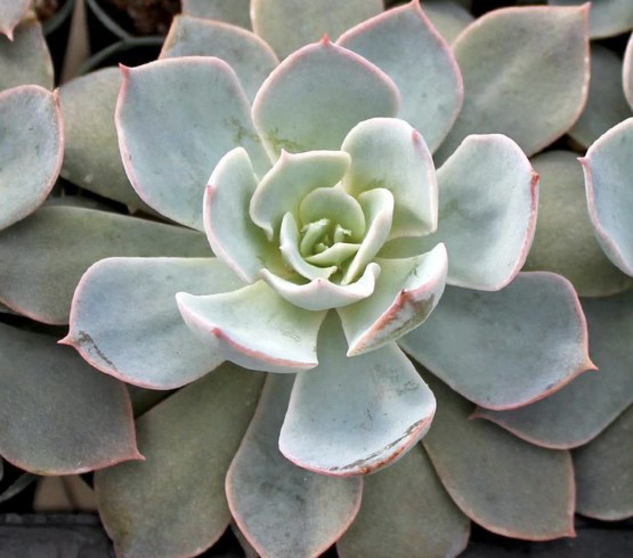 Photo of the plant species Echeveria 'Morning Beauty' by @hulahaley named Busta Spikes on Greg, the plant care app