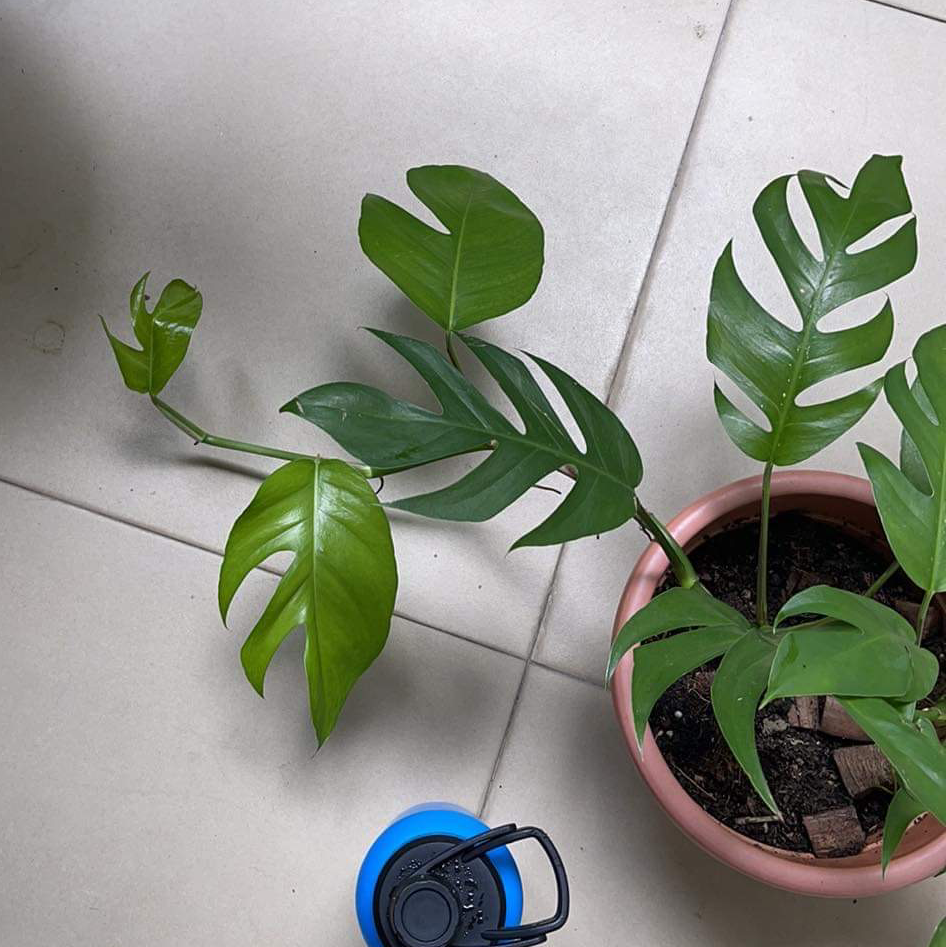 Dragon Tail Plant in a pot with vibrant green leaves and visible soil.