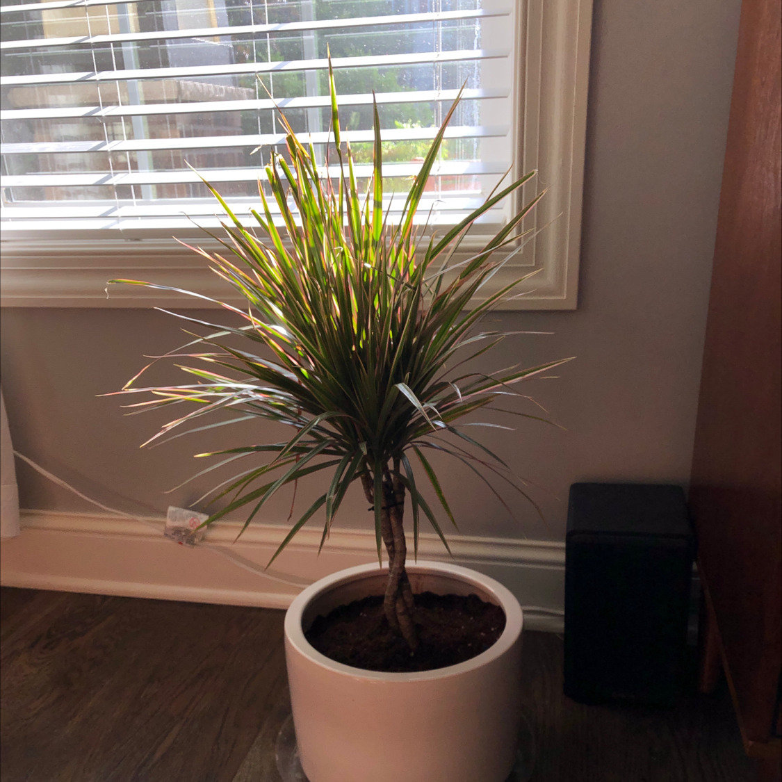 Indoor potted Magenta Dragon Tree with visible soil, well-framed and in focus.