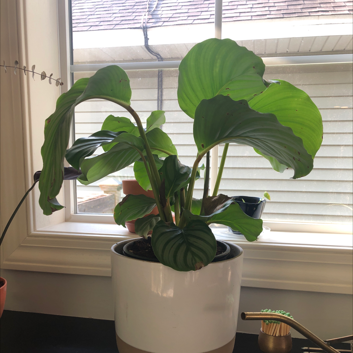Calathea Orbifolia plant in a white pot on a windowsill with healthy green leaves.