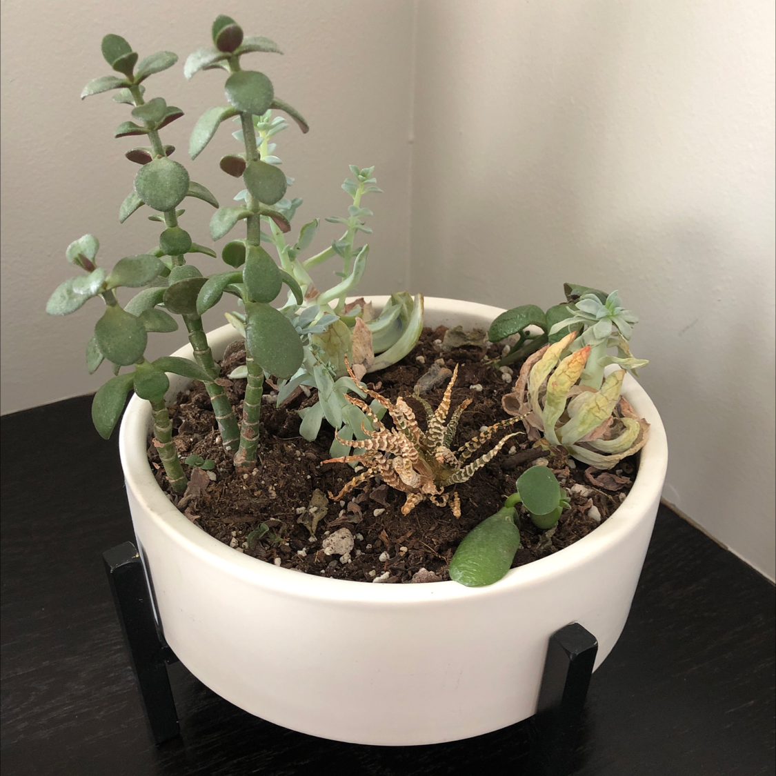 Potted arrangement of multiple succulent plants, including Blue Echeveria, in a white pot with visible soil.