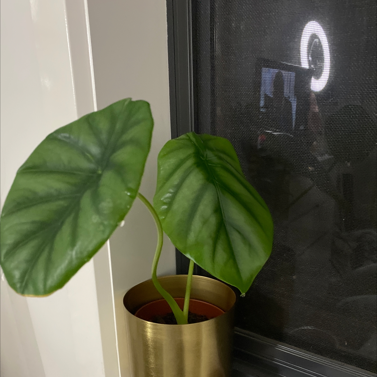 Potted Alocasia Green Shield plant with two large green leaves near a window.