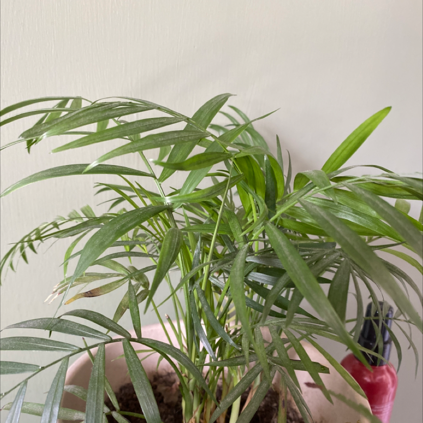 Parlour Palm plant photo by @semi_skimmed_milk named quinden on Greg, the plant care app.