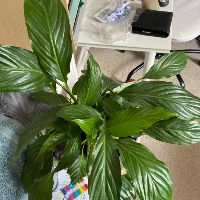 Peace Lily plant photo by @semi_skimmed_milk named dyssey on Greg, the plant care app.