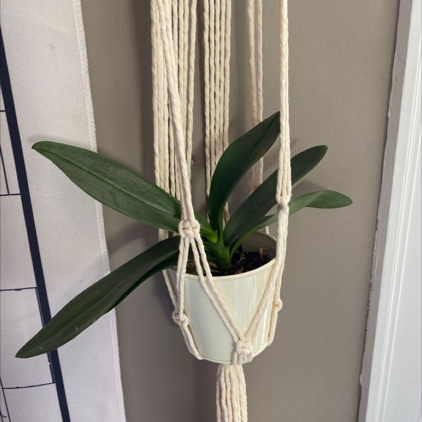 Photo of the plant species phalaenopsis orchid by @semi_skimmed_milk named wilson on Greg, the plant care app