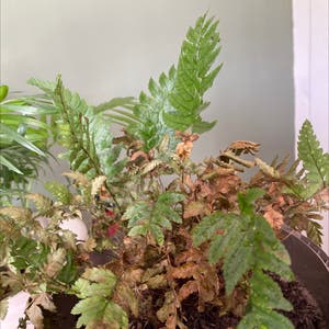 Rumohra Adiantiformis plant photo by @semi_skimmed_milk named oswin on Greg, the plant care app.