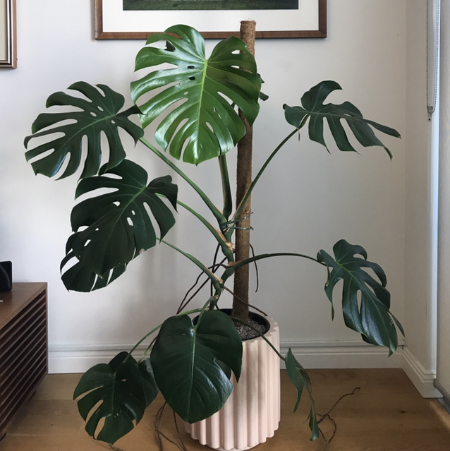 Monstera plant photo by Jimmy named Monny on Greg, the plant care app.