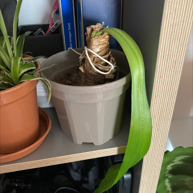 Potted plant with a single long green leaf and a dried stem on a shelf.