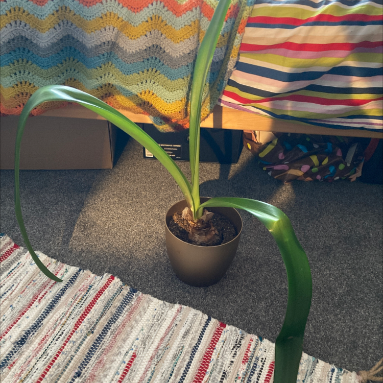 Potted Hippeastrum 'Red Lion' plant with long green leaves indoors on a carpeted floor.