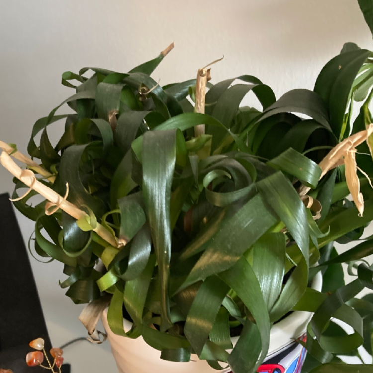 Flaming Sword plant with curling green leaves and some browning tips in a white pot.