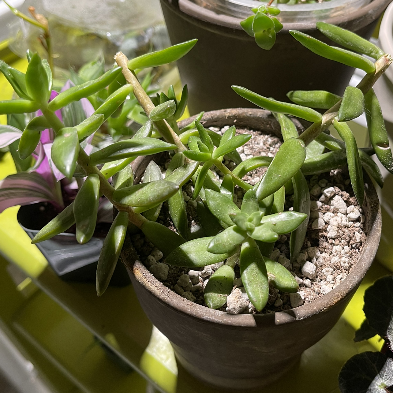 Potted Sedum adolphi 'Golden Glow' with healthy, elongated succulent leaves and visible soil.