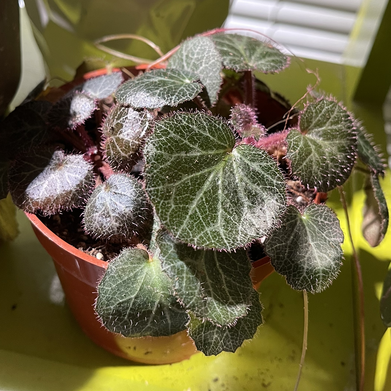 Strawberry Begonia plant in a small pot with healthy leaves.