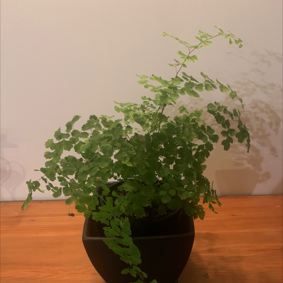 Pacific Maidenhair Fern plant photo by Rachel named Elle on Greg, the plant care app.