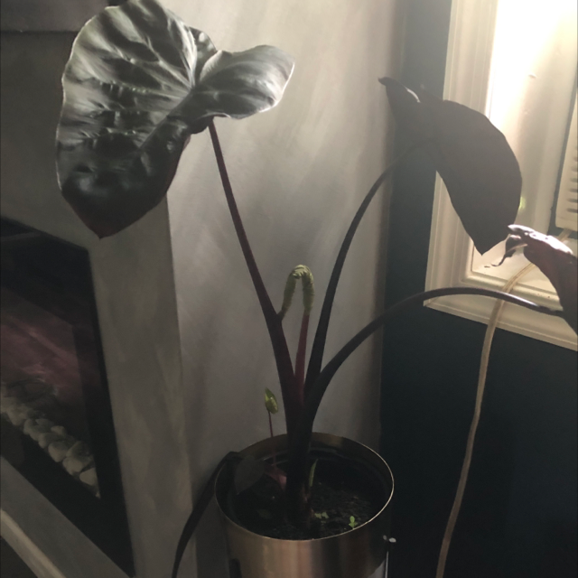 Taro plant photo by Jade named Your plant on Greg, the plant care app.