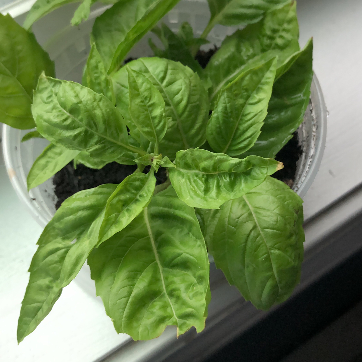 Sweet Basil plant photo by Riley named Sweet Basil on Greg, the plant care app.