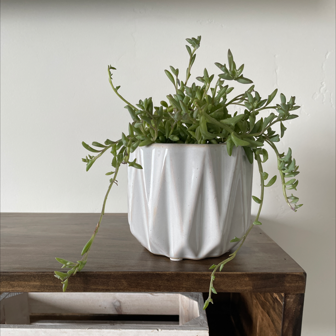 String of Dolphins plant photo by Amanda named Fynn on Greg, the plant care app.