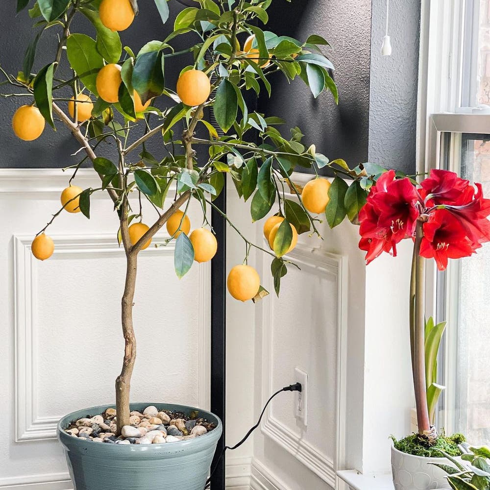dwarf lemon tree indoors